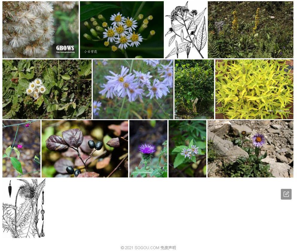 白背小舌紫菀照片和图片/