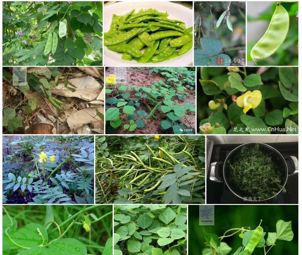 白背野扁豆照片和图片/