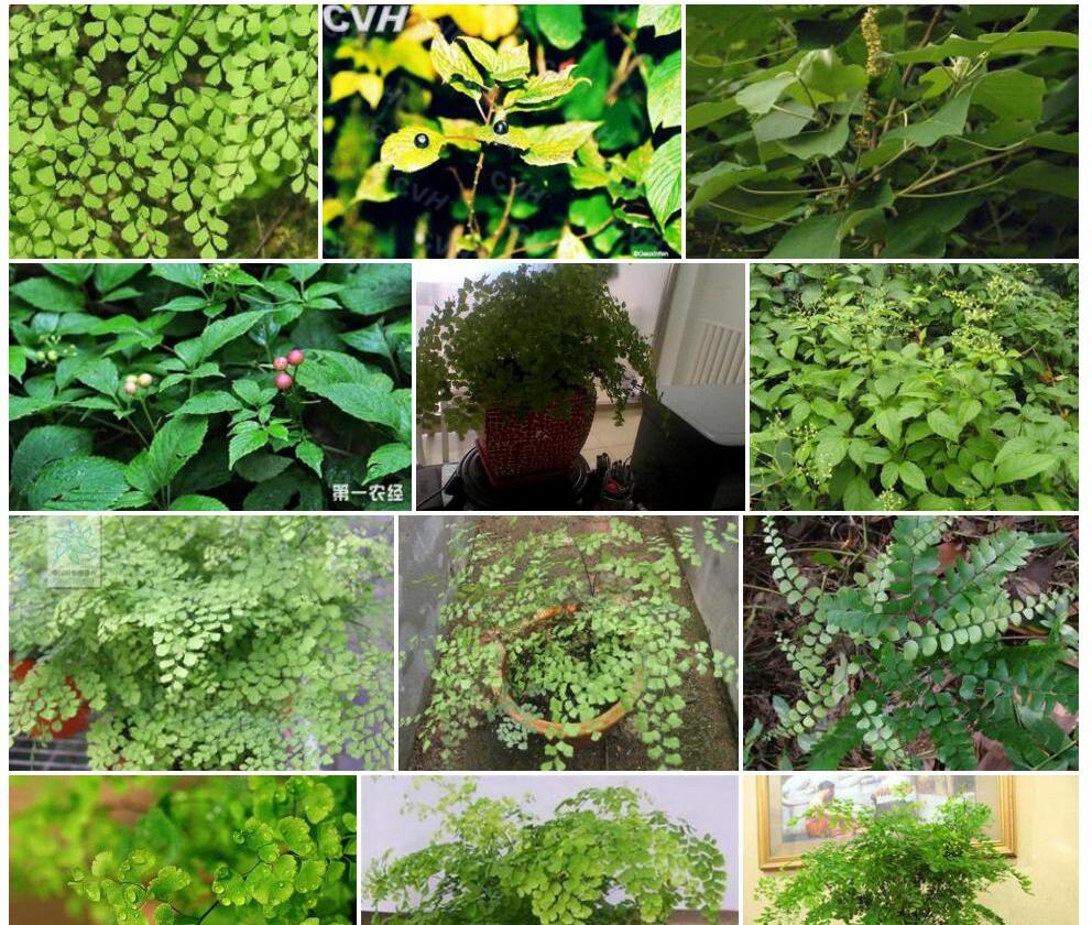白背铁线蕨（原变种）照片和图片/