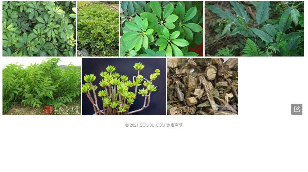 白背鹅掌柴照片和图片/