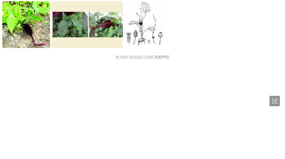 白脉犁头尖照片和图片/