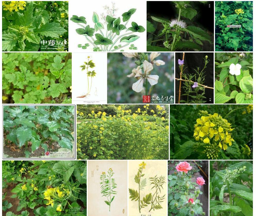 白芥照片和图片/
