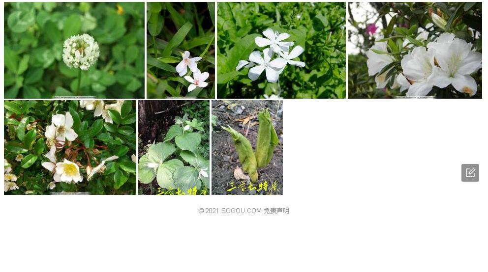 白花三宝木照片和图片/