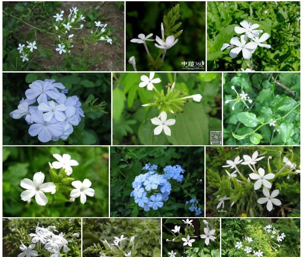 白花丹照片和图片/