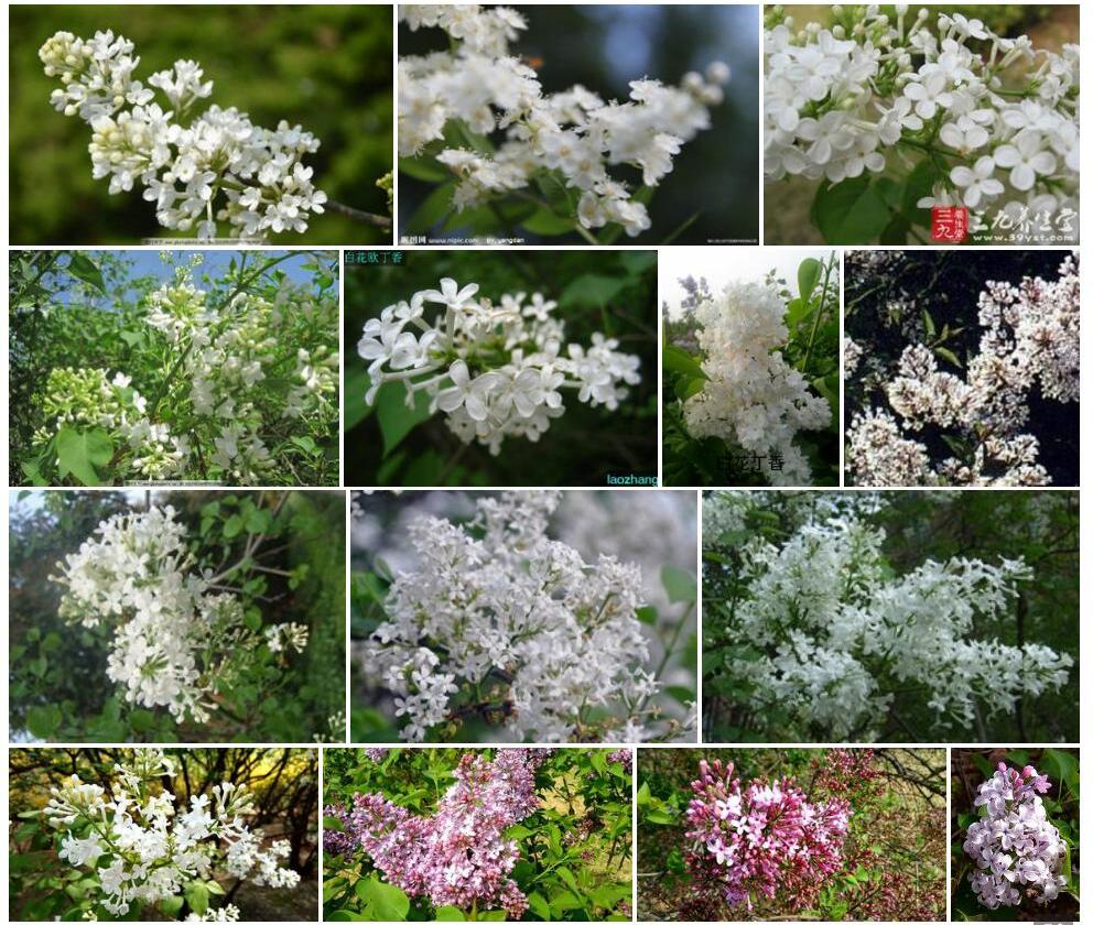 白花什锦丁香照片和图片/