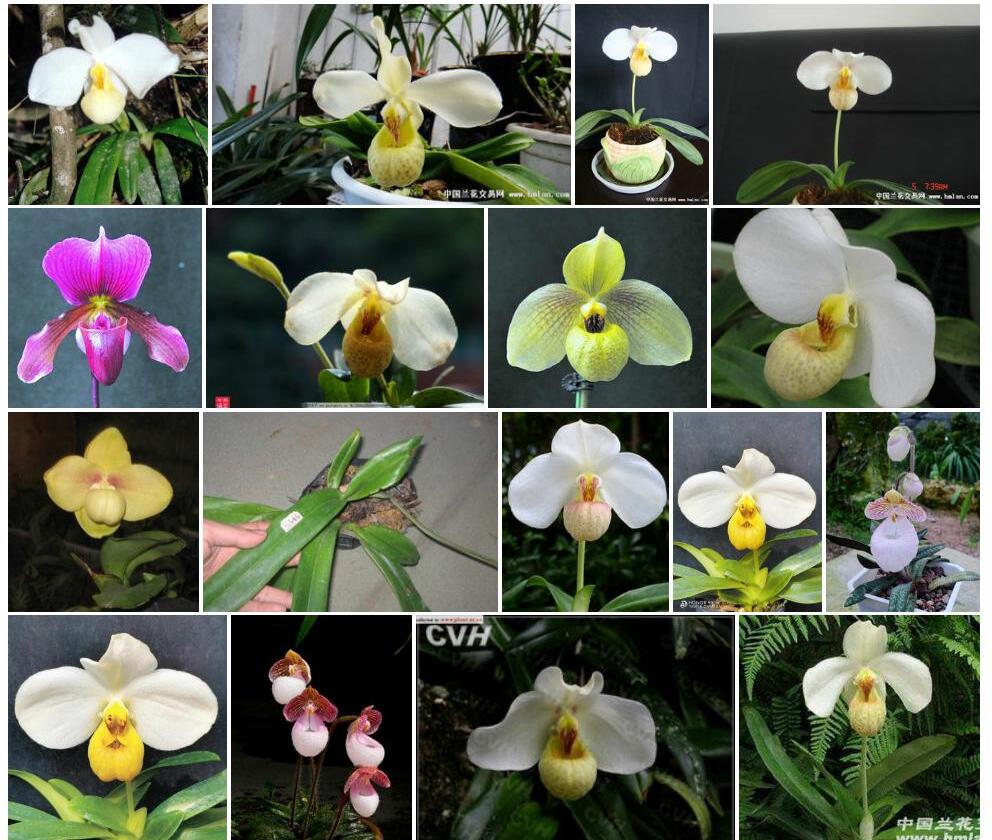 白花兜兰照片和图片/