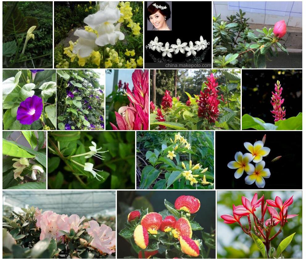白花冠唇花照片和图片/