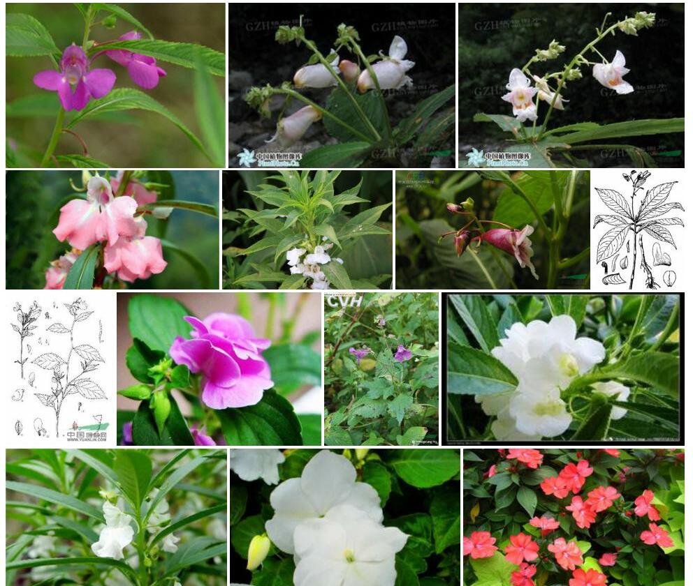 白花凤仙花照片和图片/