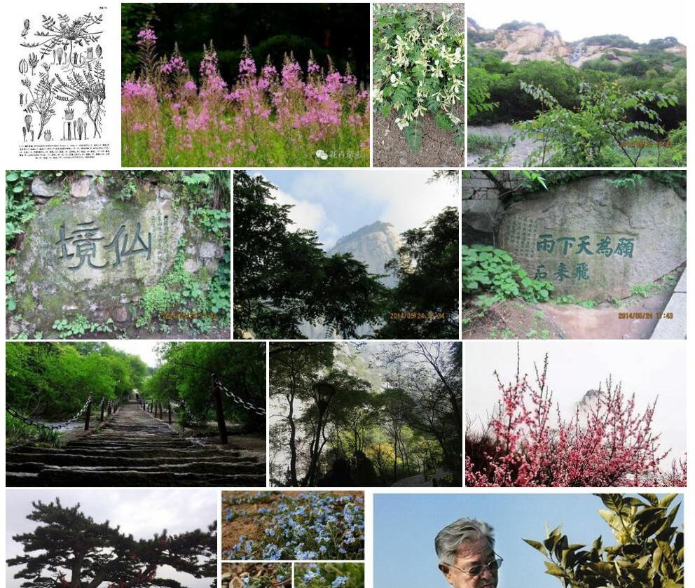 白花华山黄耆照片和图片/