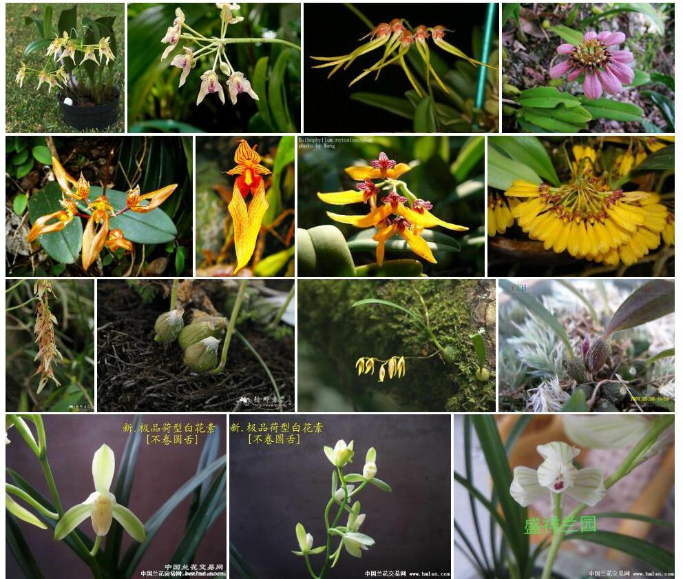 白花卷瓣兰照片和图片/
