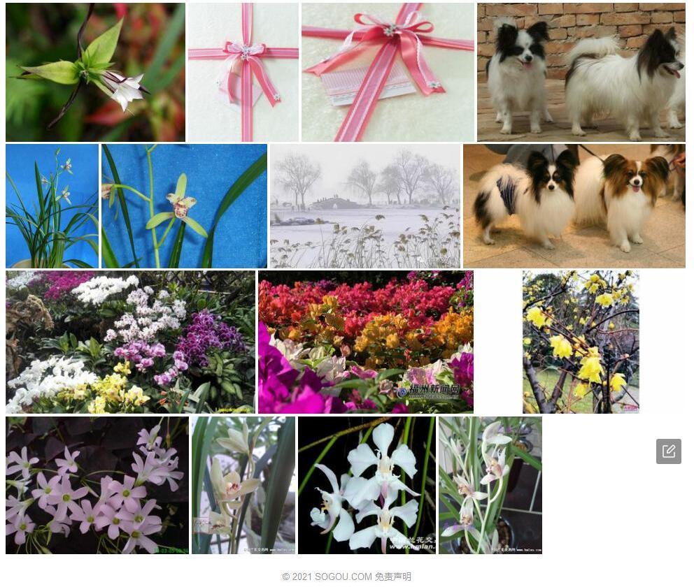 白花双蝴蝶照片和图片/