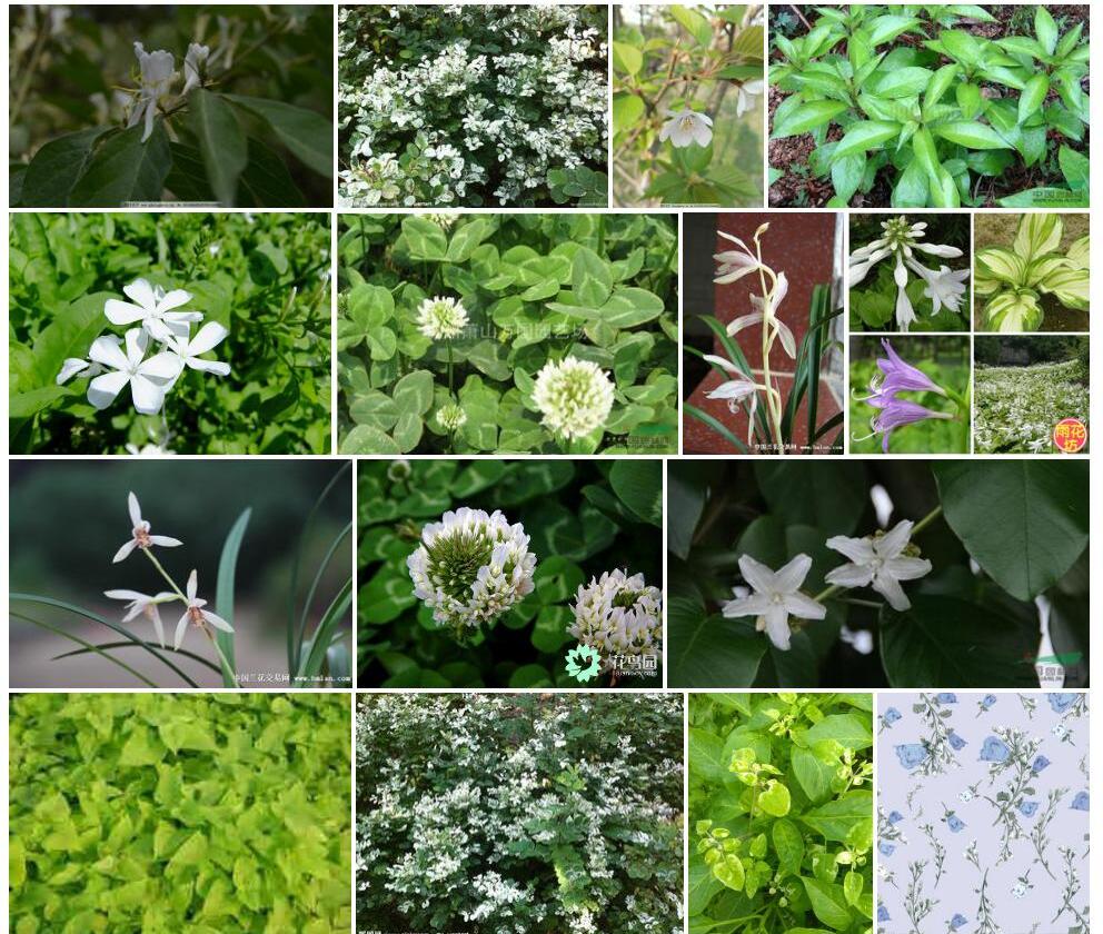 白花叶照片和图片/