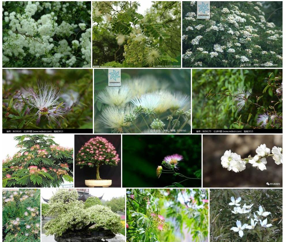 白花合欢照片和图片/