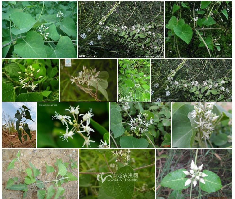 白花四川鹅绒藤照片和图片/
