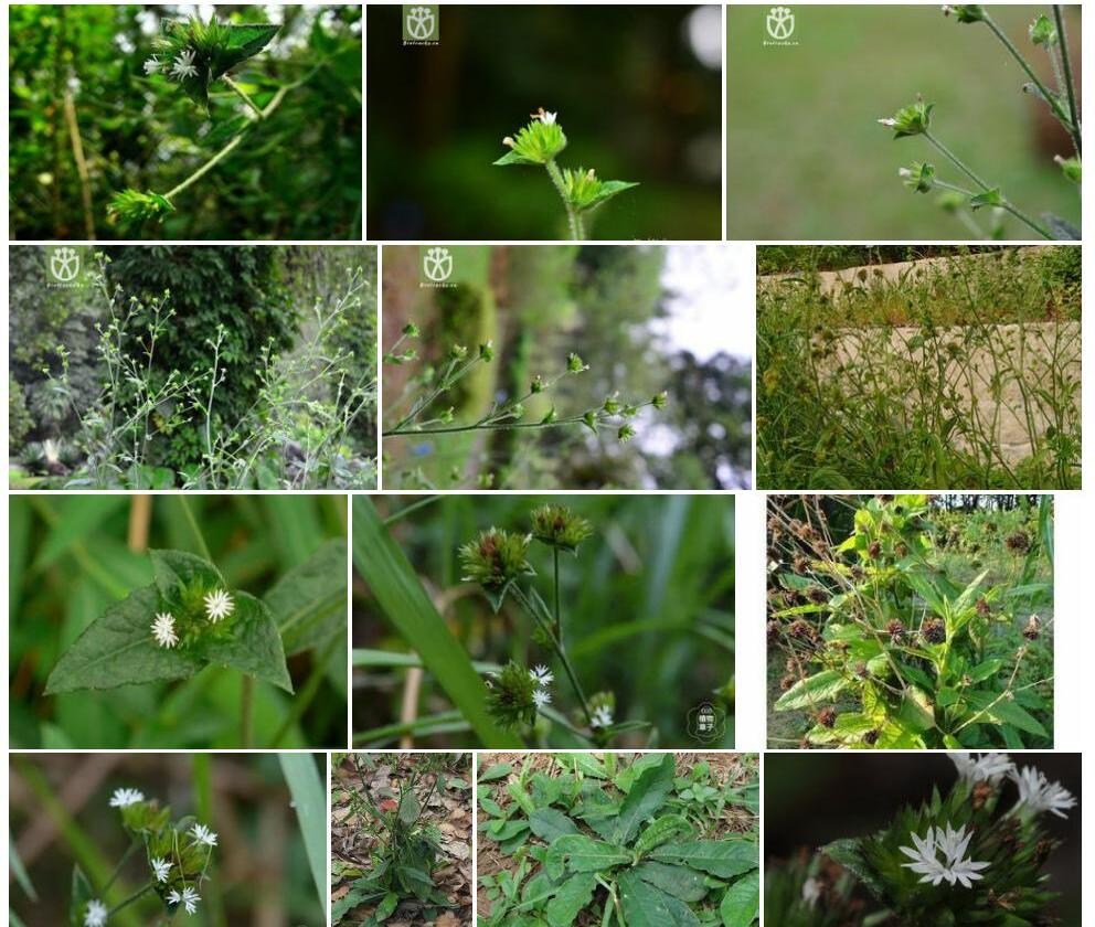白花地胆草照片和图片/