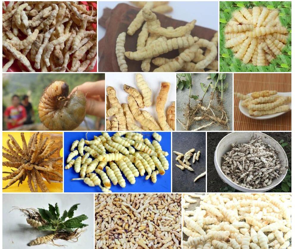 白花地蚕照片和图片/