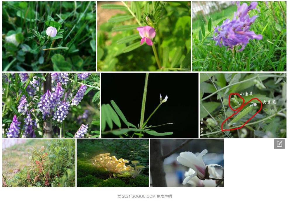 白花大野豌豆照片和图片/