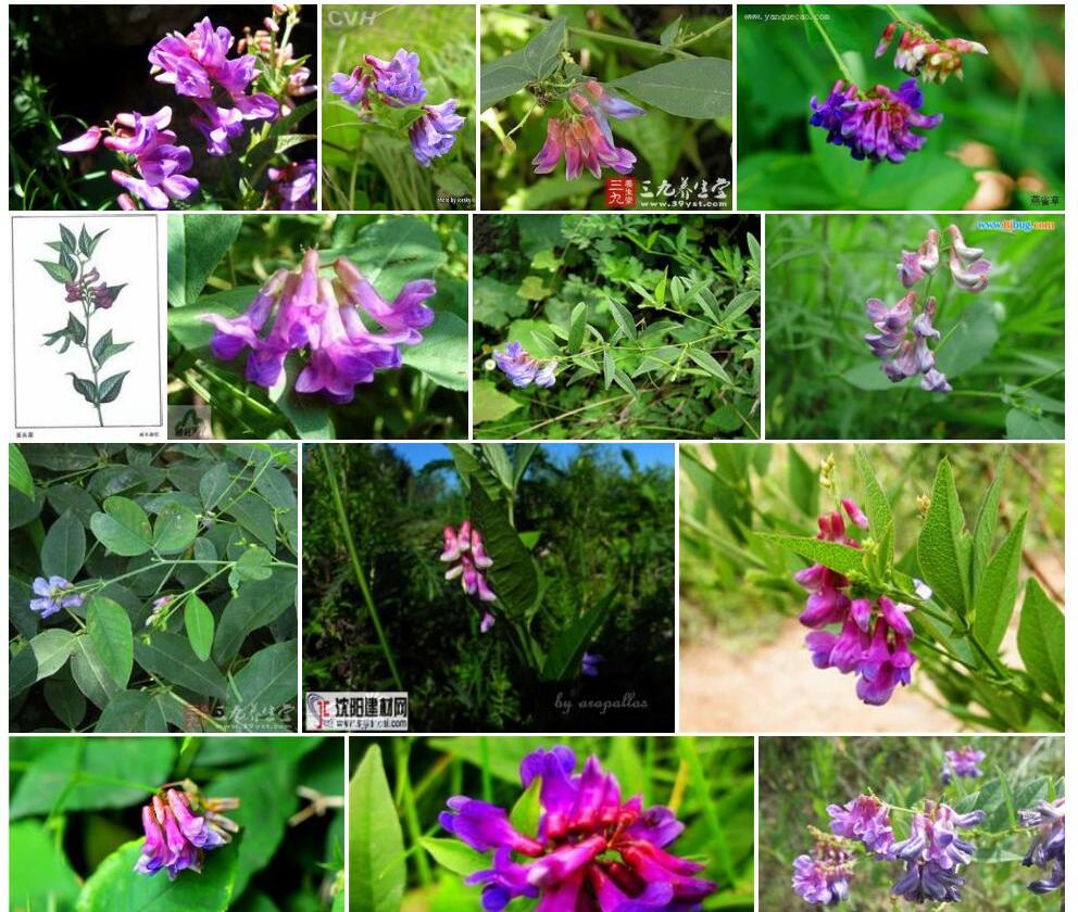 白花头序歪头菜照片和图片/