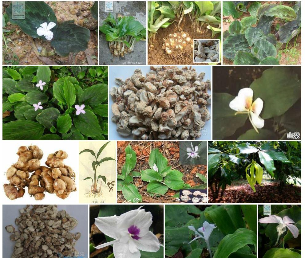 白花山柰照片和图片/