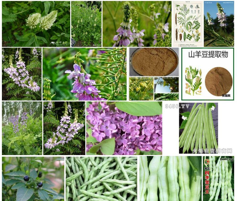 白花山羊豆照片和图片/