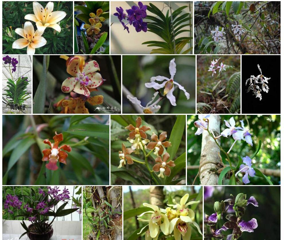 白花拟万代兰照片和图片/