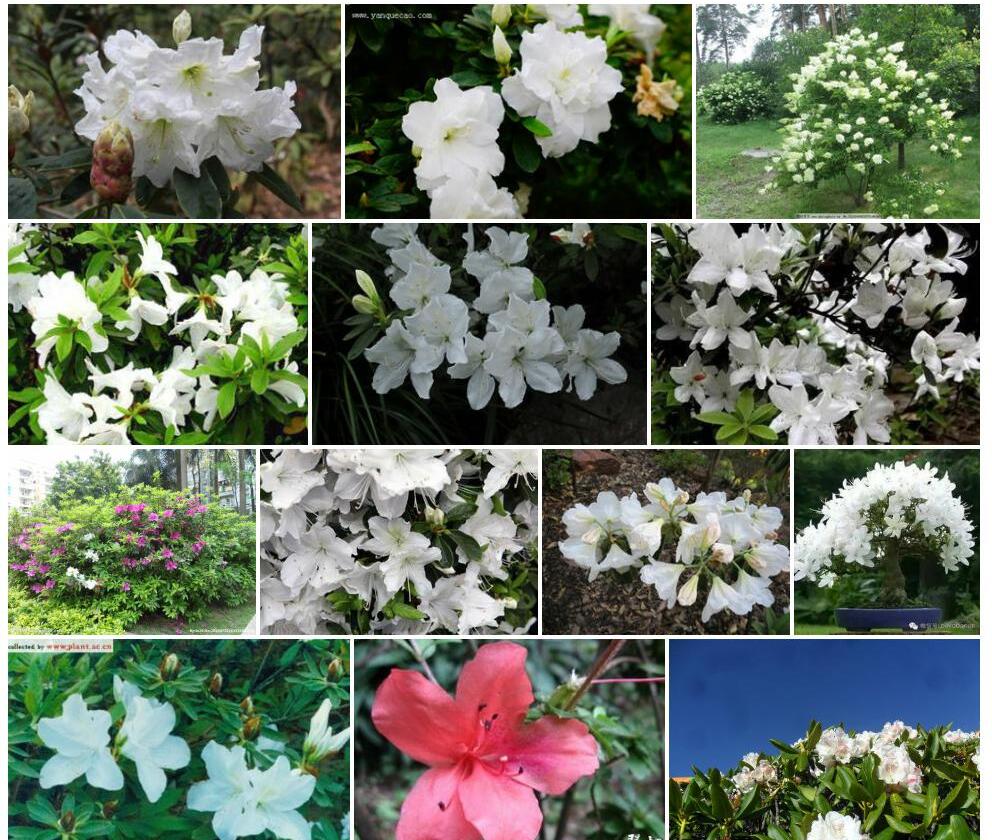 白花杜鹃照片和图片/