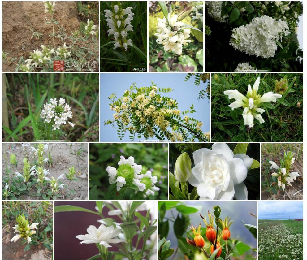 白花枝子花照片和图片/