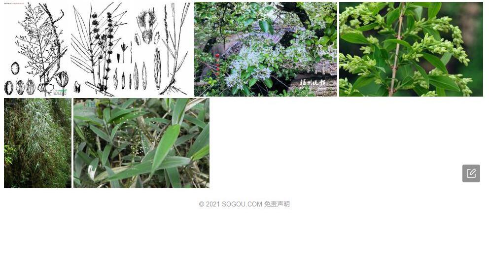 白花柳叶箬照片和图片/