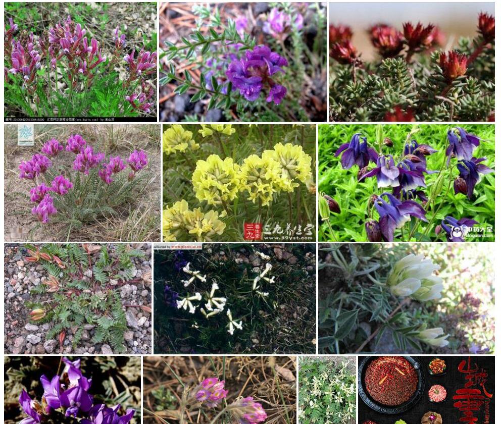 白花棘豆照片和图片/
