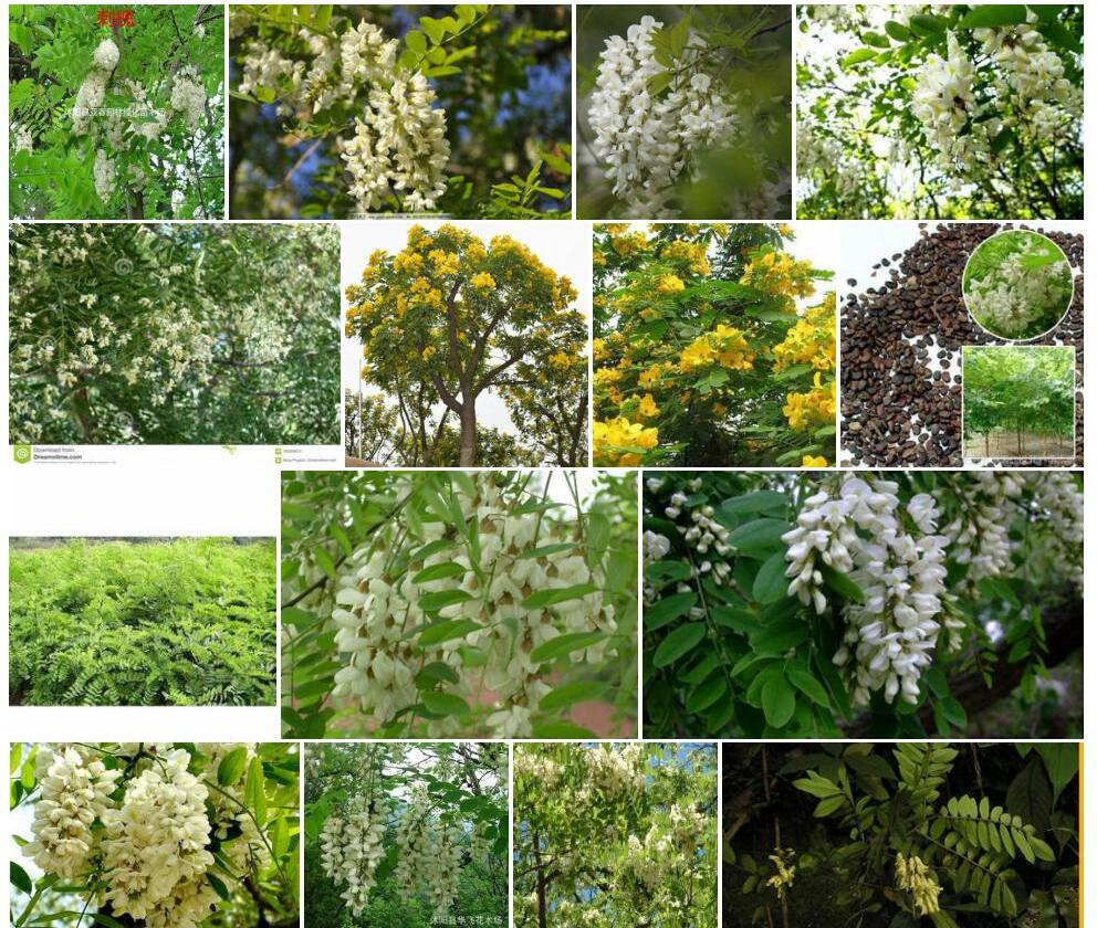 白花槐照片和图片/