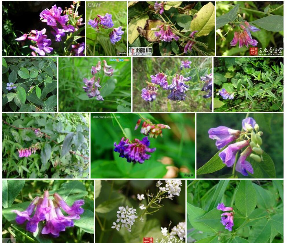 白花歪头菜照片和图片/