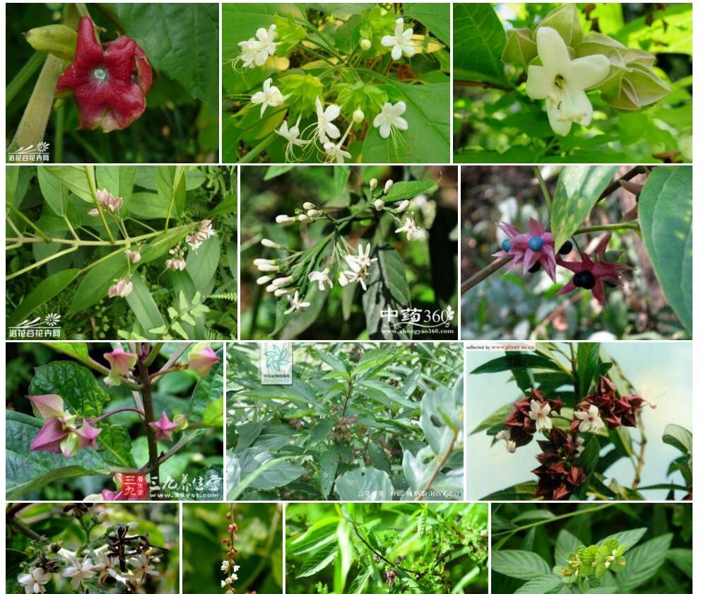 白花灯笼照片和图片/