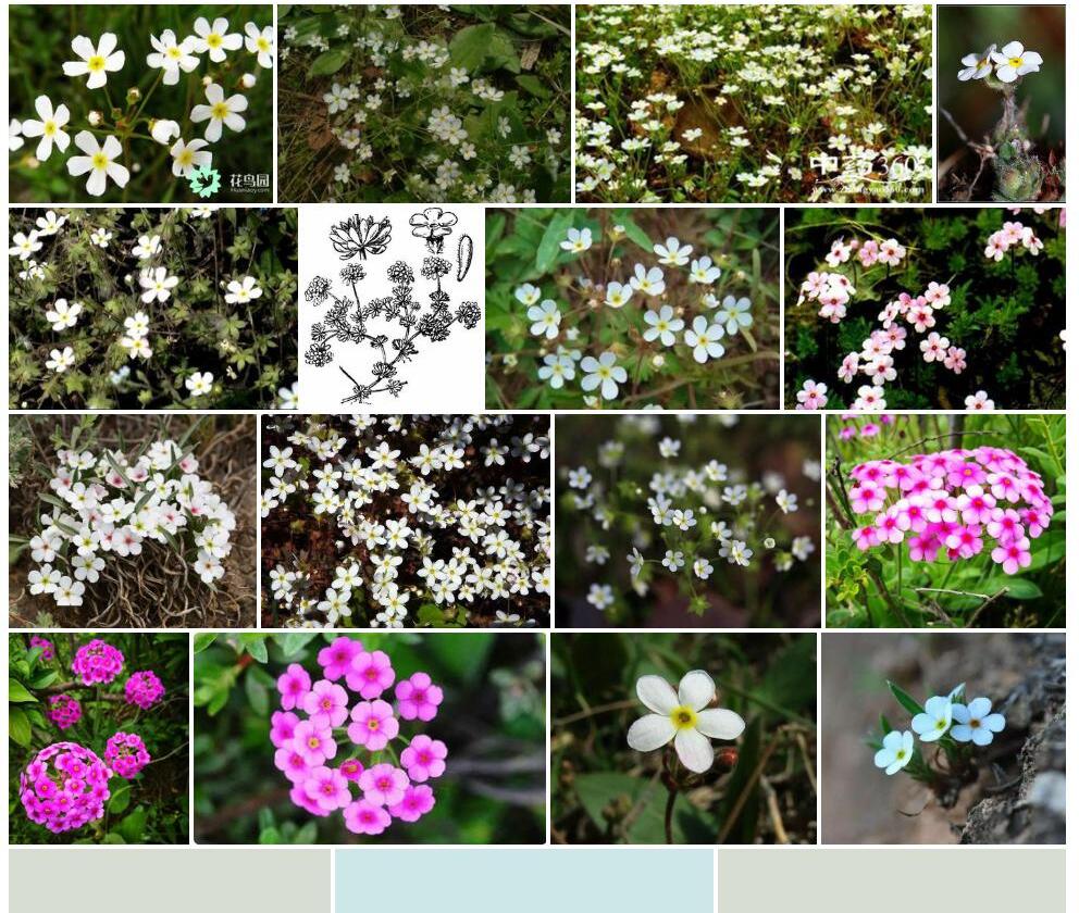 白花点地梅照片和图片/