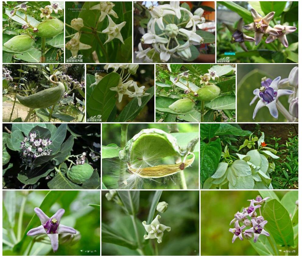 白花牛角瓜照片和图片/