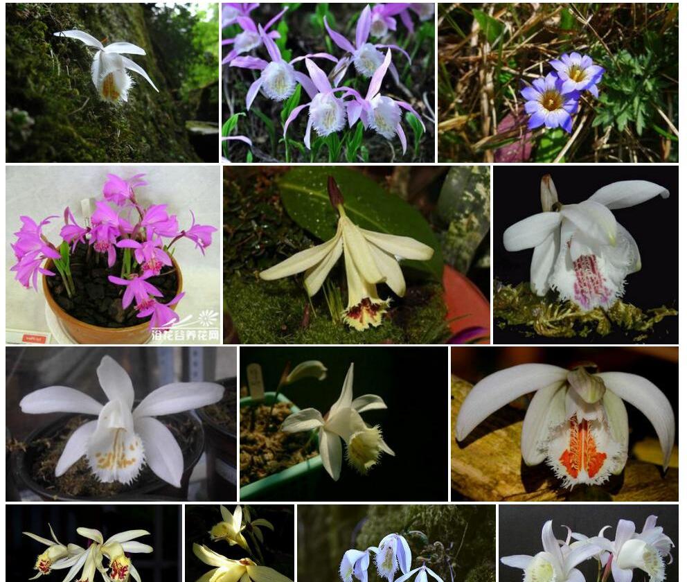 白花独蒜兰照片和图片/
