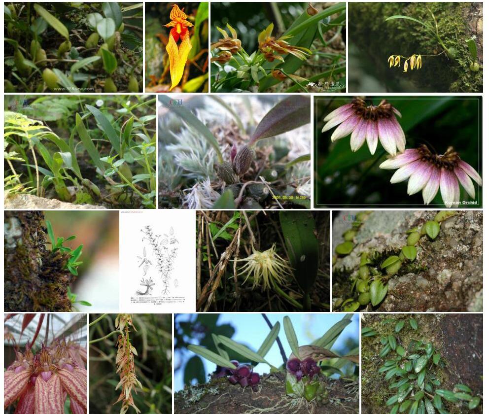 白花石豆兰照片和图片/