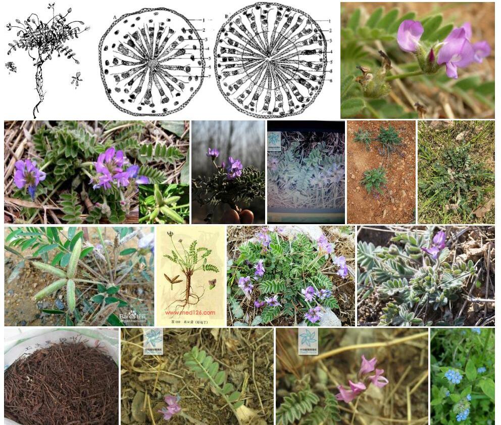 白花米口袋照片和图片/