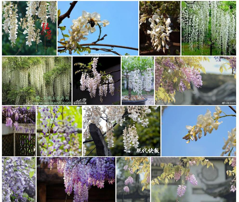 白花紫藤照片和图片/