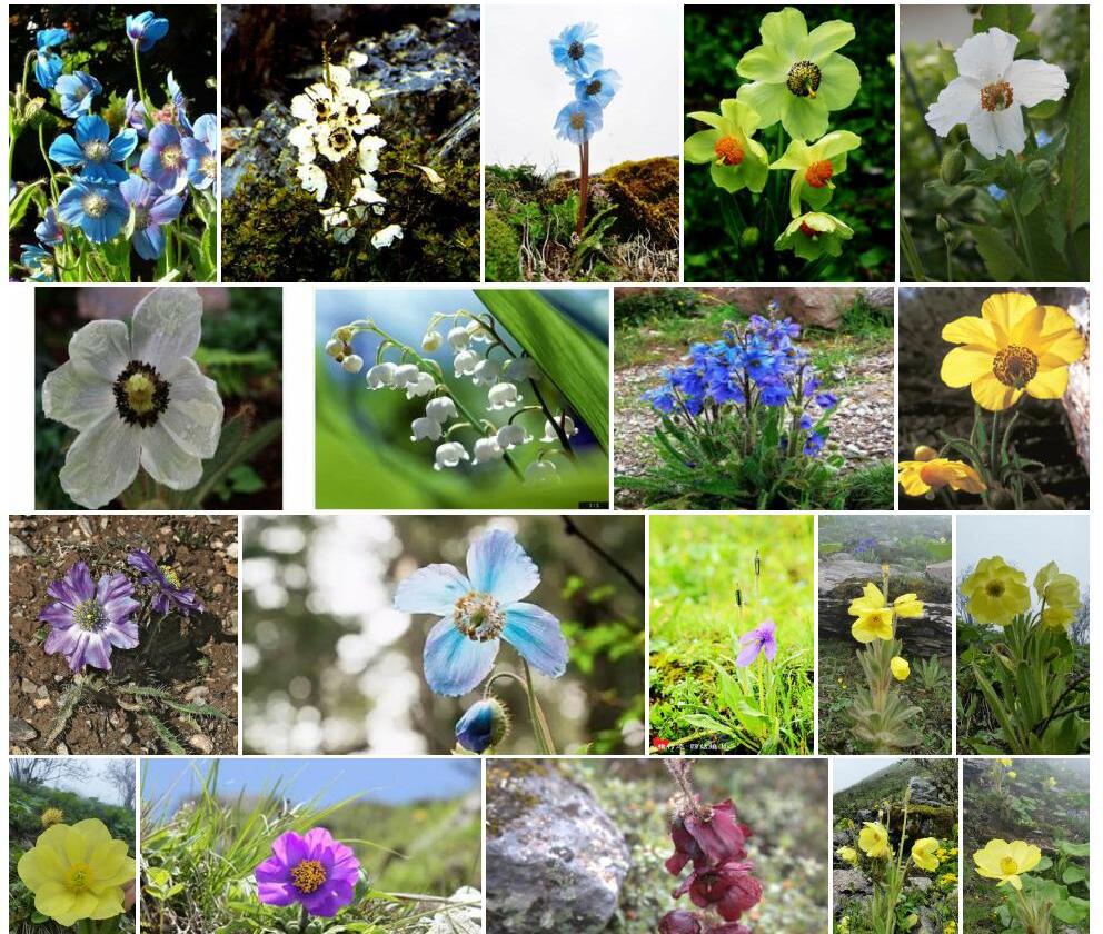 白花绿绒蒿照片和图片/