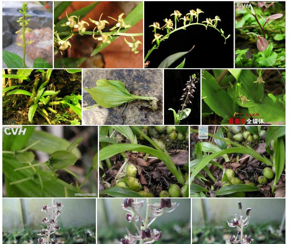 白花羊耳蒜照片和图片/