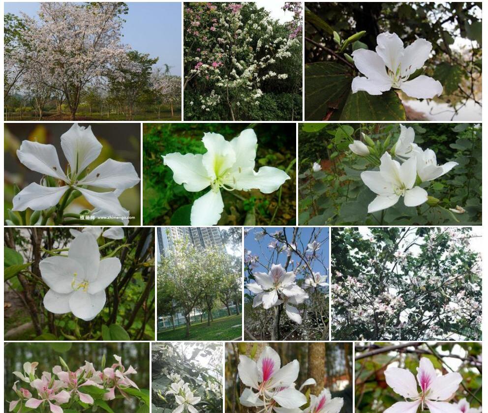 白花羊蹄甲照片和图片/