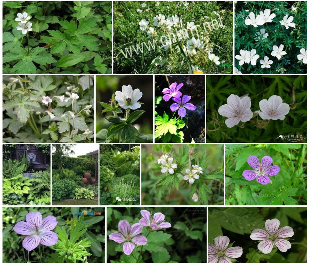 白花老鹳草照片和图片/