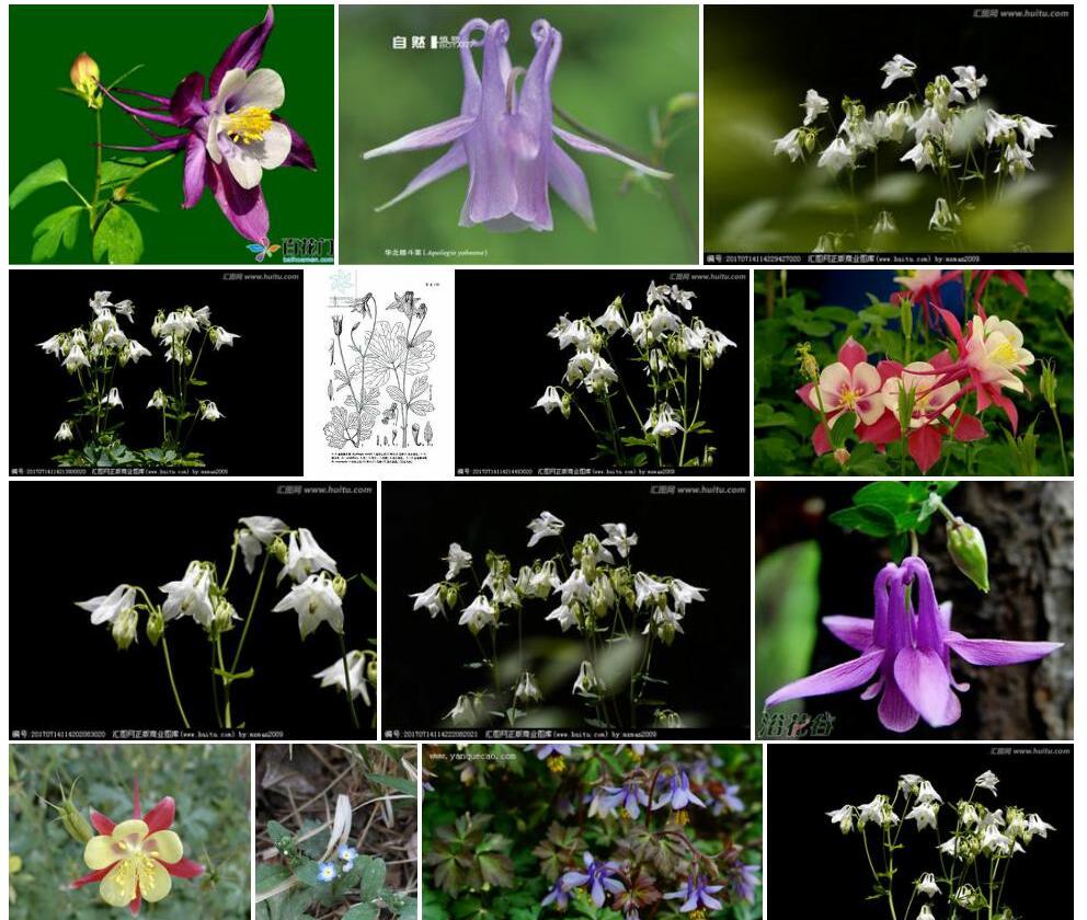 白花耧斗菜照片和图片/