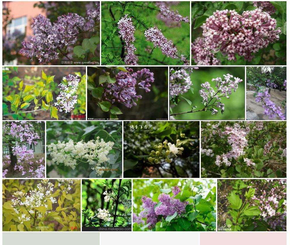 白花花叶丁香照片和图片/