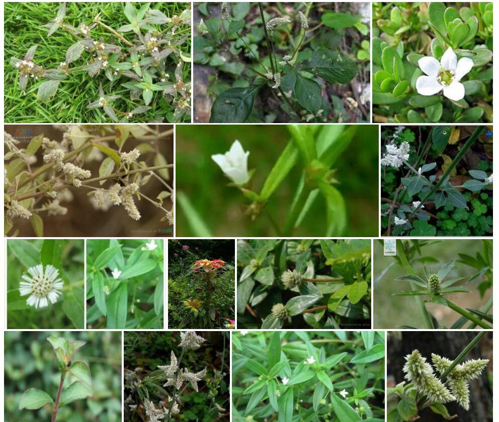 白花苋照片和图片/
