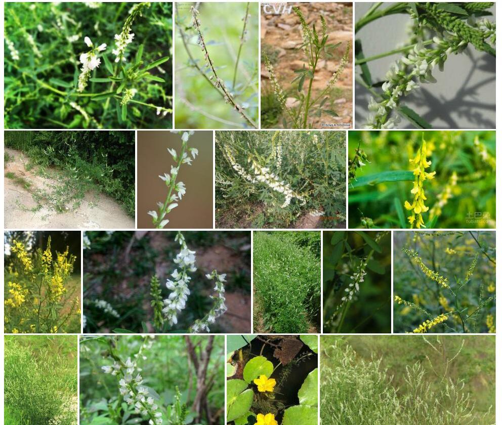 白花草木犀照片和图片/
