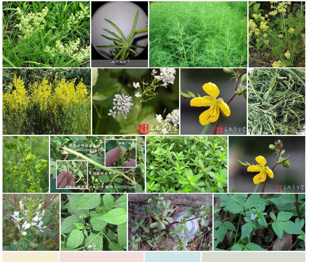 白花蓬子菜照片和图片/
