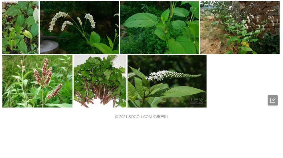 白花蓼照片和图片/