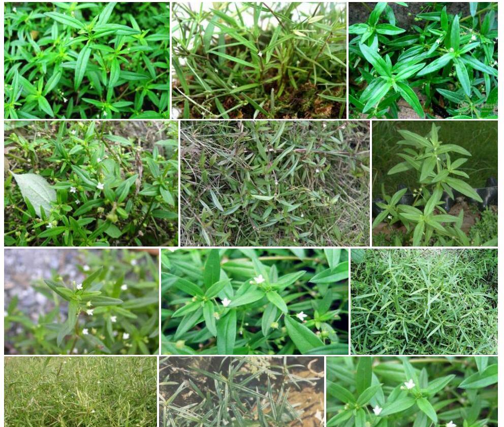 白花蛇舌草照片和图片/