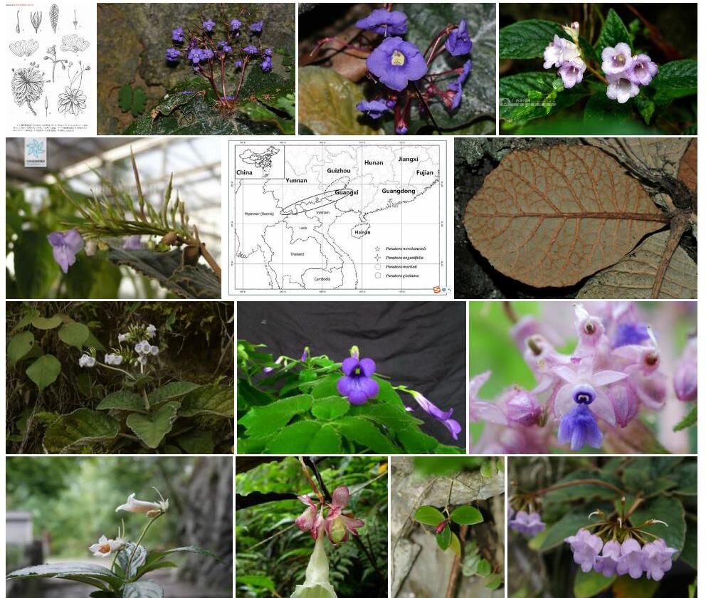 白花蛛毛苣苔照片和图片/
